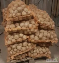 Sprzedam ziemniaki jadalne Bryza kl 4.5 + z jasnej ziemi. Pakowane w worek wiązany 15kg. 200 worków