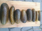 Sprzedam ogórki kiszone w beczkach 