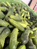 Posiadam w ciągłej sprzedaży ogórek jasny oraz ciemny.