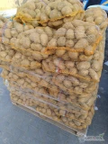Sprzedam ziemniaki odmiany Ignacy kal.45+ w ilości 280 worków.
