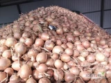 Kupię tirowe ilości cebuli na obieranie żółta podstawiam transport szybka platność 