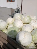 Sprzedam kapustę białą przemysłową, główki 2kg+ czyste, bez robaka. Mozliwość transportu, duże ilosci.