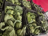 Sprzedam - KAPUSTA MŁODA Albania. Drobniejsza lub poniżej 0.800g. Ilości paletowe i całosamochodowe.  