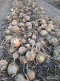Sprzedam cebulę na worek swift kaliber 4,5, 5 plus dobrze dosuszona 