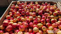 9 skrzyń Jonagold i 1 skrzynia DeCosta. Rwane od 7.