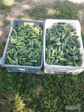 Sprzedam ogórka gruntowego z dzisiejszego zbioru w dwóch sortach korniszon ok 500 kg x 7 zł/kg, kiszeniak ok 1000 kg x 5...