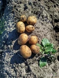 Sprzedam ziemniaki odmiana Gala 