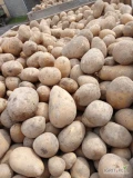 Sprzedam ziemniaki jadalne z jasnej ziemi odmiany Soraya kaliber 50+ w luzie big bag