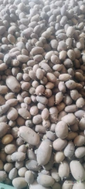 Witam sprzedam ziemniaki Queen Anne kaliber 30-45 rok po centrali ilość około 2 ton cena 1,2 kg opakowanie do ustalenia zapraszam do...