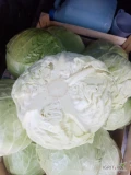 Sprzedam kapustę obrana Na biało duże ilości. Od 1kg do 4kg 532302510 