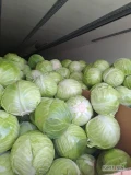 Sprzedam kapustę białą  w rozmiarze 1.5 - 2.5 (3) kg. , odmiana  Taughma  - twarda. 