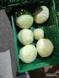 Sprzedam kapustę białą marketową 1-3.5 kg,towar zdrowy wysokiej jakości,możliwe jednorazowe dostawy 6-7 ton