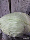 Sprzedam końcówkę kapusty płaskiej około 2tony kaliber 1-3 Tylko płatność gotówką 