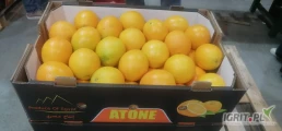 Navel oranges, dostępne od 29.12.2025, kraj pochodzenia: Egipt