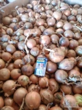 Sprzedam cebulę Amfora do długiego przechowywania kaliber od 4.5