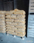 Sprzedam ziemniaki SORAYA kaliber 30-45mm, ziemniak zdrowy ladny, posiadam 20 ton do sprzedaży, opakowanie 10kg, 15kg lub big bag. Wiecen...