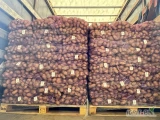 W sprzedaży ziemniaki jadalne odmiana QA oraz Soraya szykowane na eksport w worek szyty 15 kg (fiolet). Duże doświadczenie w...