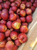 Sprzedam Jabłka Rubin,Champion,Boskop,Bohemia,jablka bardzo ładne duże wybarwione,Możliwość transportu opakowanie w kwestii dogadania...