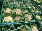 Sprzedam kalafior,,6" w łuszczkach 