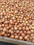 Sprzedam cebulę żółtą jest to odsort z produkcji 35-45