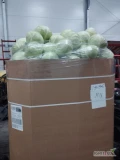 Kupię kapustę białą handlową kaliber 1 kg -4 kg w karton boks ilości tirowe płatne na załadunku 