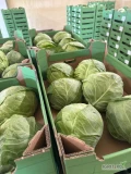 Sprzedam kapustę młodą 6szt/łuszczka/karton/