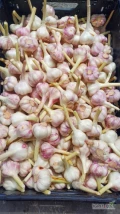 sprzedam ładny czosnek obrany. Młody EGIPT. Ilość 250-300kg