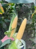 Sprzedam kolby kukurydzy słodkiej. Odmiana Kiara F1 Super słodka. Duże długie kolby bez robaka.  Zrywana i pakowana na...
