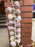 Sprzedam wianki czosnku odmiana harnaś