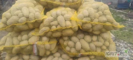 Sprzedam ziemniaki Queen Anne 5+ czyste bez chorób zapraszam do kontaktu 