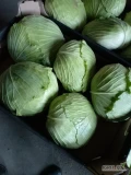 Witam sprzedam kapustę płaską green lunar kaliber 1,5-3kg