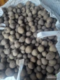 Sprzedam burak odmiany Monty 5-9,10+ big bag ilości tirowe