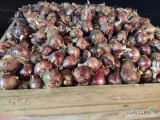 Cebula czerwona kaliber 5+ do 10