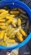 Oferujemy najwyższej jakości ogórki kiszone, przygotowane według tradycyjnej receptury. Dostępne opakowania: beczka, wiaderko 7 kg, 3...