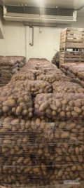 Sprzedam ziemniaki+50, odmiana Queen Anna,paletyzowane,worki szyte, badania Fito.