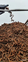 Sprzedam marchew brudna do mycia. Import Holandia. Ilości tirowe bezpośrednia dostawa do klienta. Jakosc premium. 