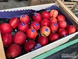 Kupię jabłka Gala na gotowo, I i II klasa