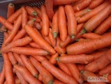 Sprzedam marchew gruba na przemysl plastry soki. Oraz odsort od handlowej?