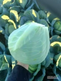 Sprzedam 100 ton białej kapusty. Waga marketowa około 2-3 kg. 