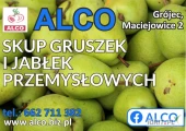 KUPIĘ GRUSZKĘ PRZEMYSŁOWĄ TWARDĄ BEZ ZGNIŁYCH ORAZ JABŁKO NA PRZECIERY - CZEMPION  , GALA , GOLDEN , JONAGOLD  i MOKRY PRZEMYSŁ.