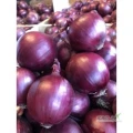 Sprzedam nasiona cebuli czerwonej redshine f1