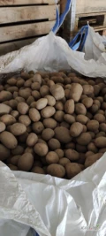 Sprzedam ziemniaki Soraja 45+ duże ilości 