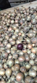 Sprzedam około 20 ton cebuli białej i czerwonej nie sortowana przepuszczona przez obcinarkę luz.