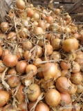 Sprzedam cebule luz 80%6 plus  cena 2.30 zl netto 