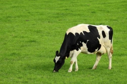 Zwierzęta gospodarskie mogą być zabrane przez komornika