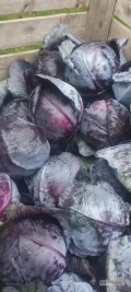 Sprzedam czerwoną kapustę, główka 3-5kg, odmiana Romanów, ilość ok 5t