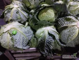 Sprzedam kapustę włoską, towar chłodnia, bardzo ładny liść, extra się przechowała, kaliber i opakowania do ustalenia, duże...
