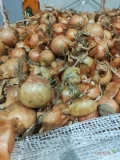 Witam. Sprzedam cebulę na worek gruby kaliber dostępne ilości całosamochodowe.