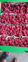 Sprzedam maline grubą ładną świeżo zbieraną ilości paletowe 