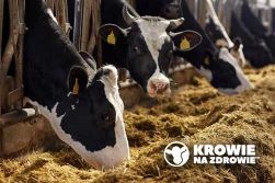 Kwasica u krów – jak jej zapobiegać?
